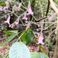 Strobilanthes habracanthoides J.R.I.Wood